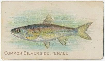 64 Common Silverside Female